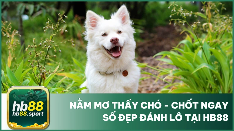 Nằm Mơ Thấy Chó - Chốt Ngay Số Đẹp Đánh Lô Tại Hb88 6 Nằm Mơ Thấy Chó - Chốt Ngay Số Đẹp Đánh Lô Tại Hb88