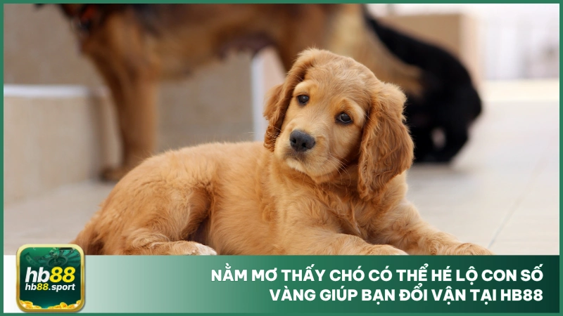 Nằm Mơ Thấy Chó - Chốt Ngay Số Đẹp Đánh Lô Tại Hb88 5 Nằm mơ thấy chó có thể hé lộ con số vàng giúp bạn đổi vận tại hb88