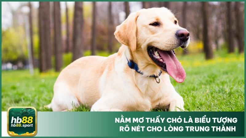 Nằm Mơ Thấy Chó - Chốt Ngay Số Đẹp Đánh Lô Tại Hb88 2 Nằm mơ thấy chó là biểu tượng rõ nét cho lòng trung thành