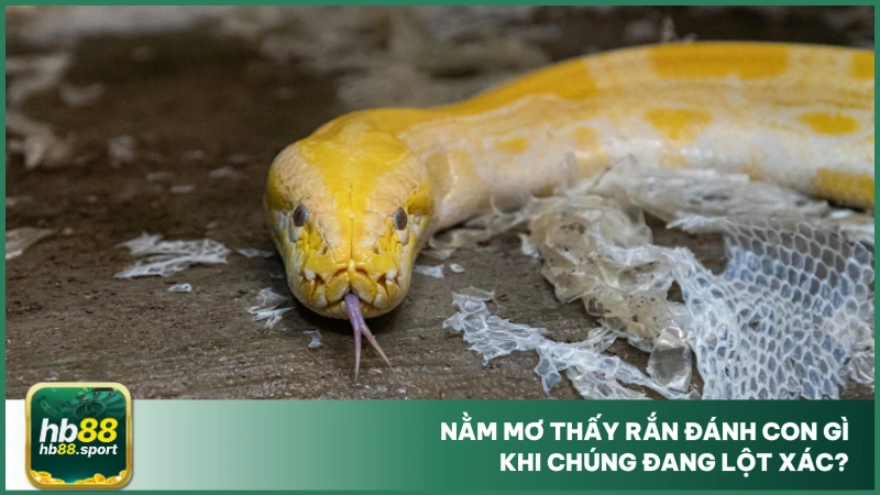 Nằm Mơ Thấy Rắn Đánh Con Gì? Luận Số Đẹp Cùng Hb88 4 Nằm mơ thấy rắn đánh con gì khi chúng đang lột xác?