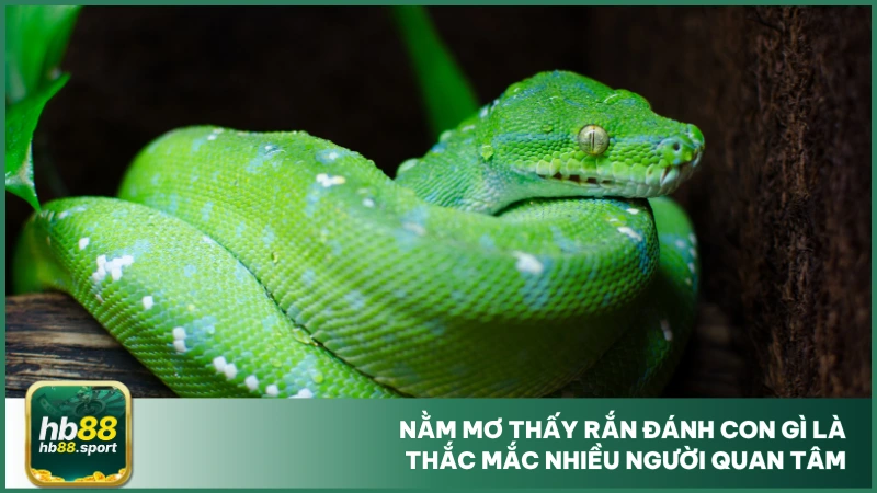 Nằm Mơ Thấy Rắn Đánh Con Gì? Luận Số Đẹp Cùng Hb88 3 Nằm mơ thấy rắn đánh con gì là thắc mắc nhiều người quan tâm