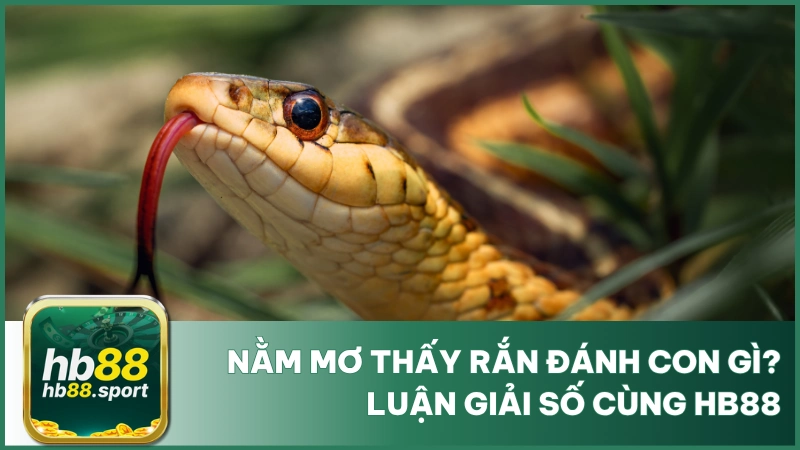 Nằm Mơ Thấy Rắn Đánh Con Gì? Luận Số Đẹp Cùng Hb88 1 Nằm Mơ Thấy Rắn Đánh Con Gì? Luận Giải Số Cùng Hb88