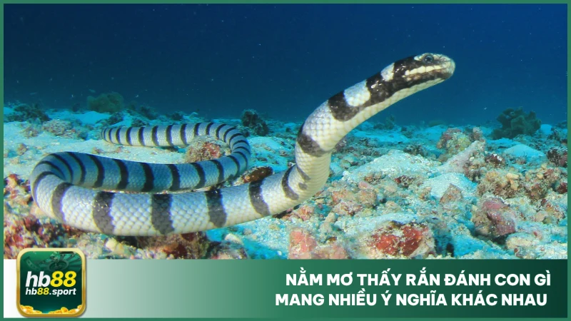 Nằm Mơ Thấy Rắn Đánh Con Gì? Luận Số Đẹp Cùng Hb88 2 Nằm mơ thấy rắn đánh con gì mang nhiều ý nghĩa khác nhau